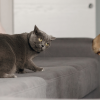why do cats do the silly sideways walk