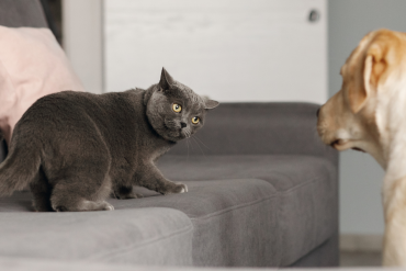 why do cats do the silly sideways walk