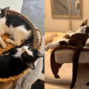 Louie, Bob, and Butter