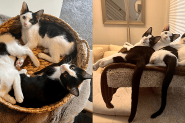 Louie, Bob, and Butter