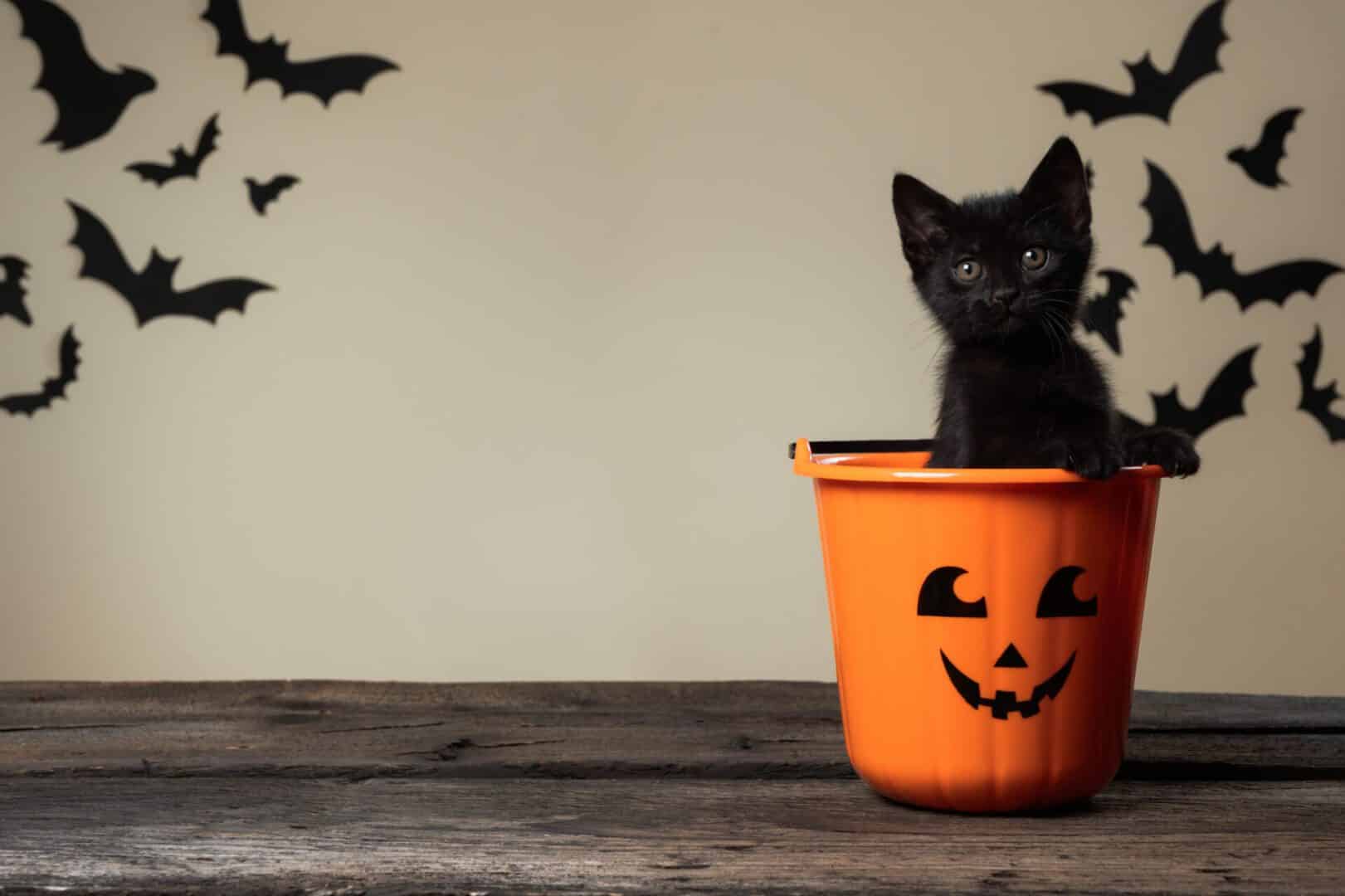 cat and halloween decorations