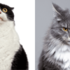 why don't cats like when you blow on them?