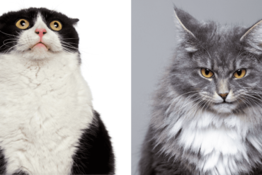 why don't cats like when you blow on them?