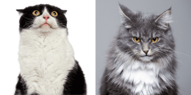 why don't cats like when you blow on them?