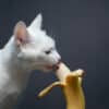 can cats eat bananas?