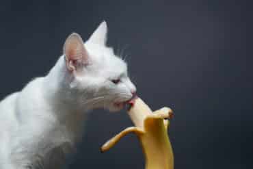 can cats eat bananas?