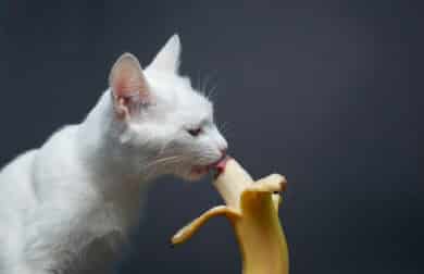 can cats eat bananas?