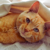 understanding your cat's love language