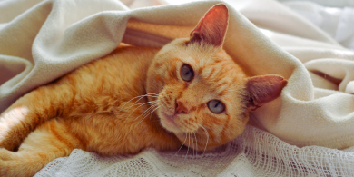 understanding your cat's love language