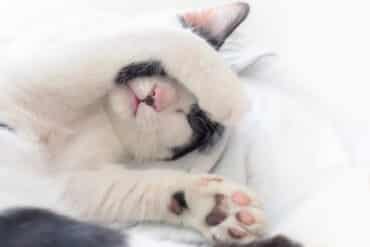 cute cat sleeping