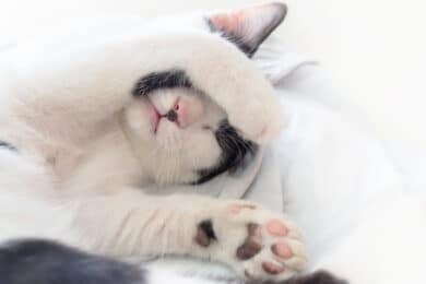 cute cat sleeping