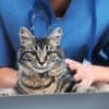 pretty cat at vet