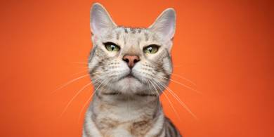 things cats dislike
