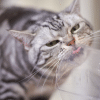 why do cats lick plastic