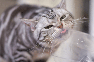 why do cats lick plastic