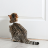why do cats hate closed doors