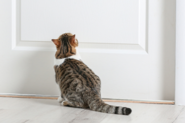 why do cats hate closed doors