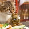 why do cats love olives?