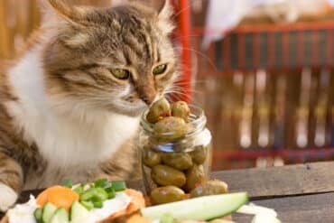 why do cats love olives?