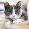 pretty feral cat