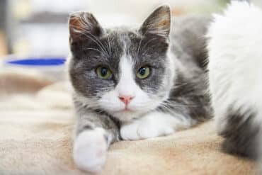 pretty feral cat