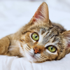 why does my cat stare at me when I'm sleeping?
