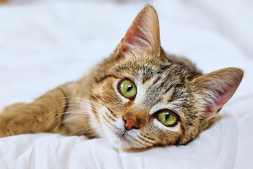 why does my cat stare at me when I'm sleeping?