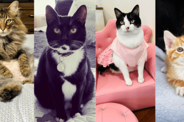 3 southern cats and mama