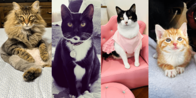 3 southern cats and mama