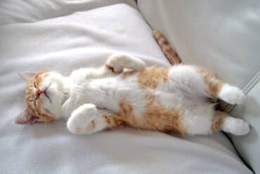 why do cats sleep in crazy positions?