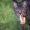 why do cats love bread so much?