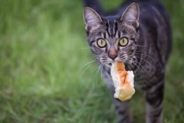 why do cats love bread so much?
