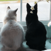 do cats miss their owners