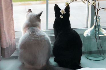 do cats miss their owners