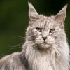 senior cat