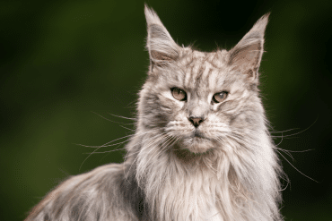 senior cat