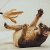 enrichment ideas for indoor cats