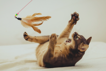 enrichment ideas for indoor cats
