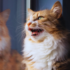 identifying common cat sounds