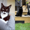 The London Cat Behaviorist