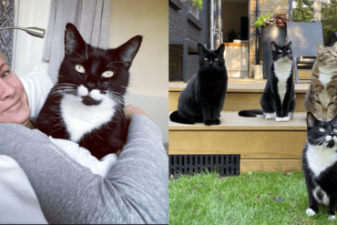 The London Cat Behaviorist