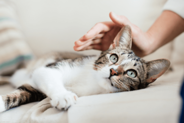 cats as therapy pets