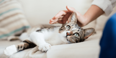 cats as therapy pets