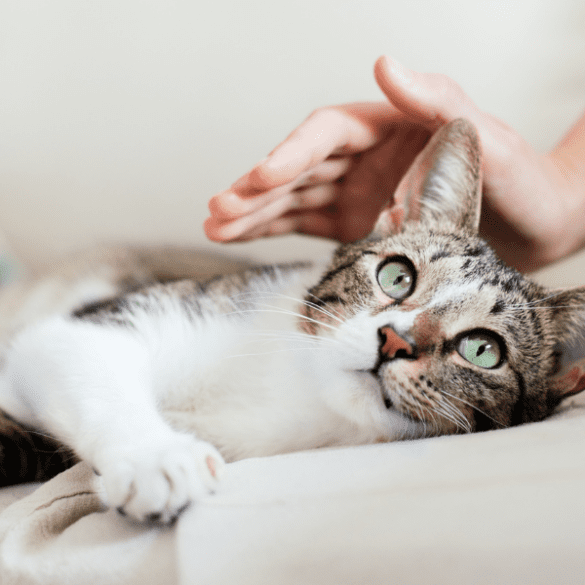 cats as therapy pets