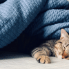 why does my cat sleep under the covers
