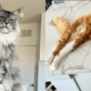 paris & pierre