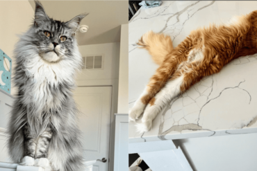 paris & pierre