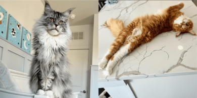 paris & pierre