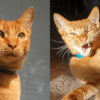 Senator Butterscotch