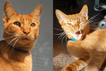Senator Butterscotch